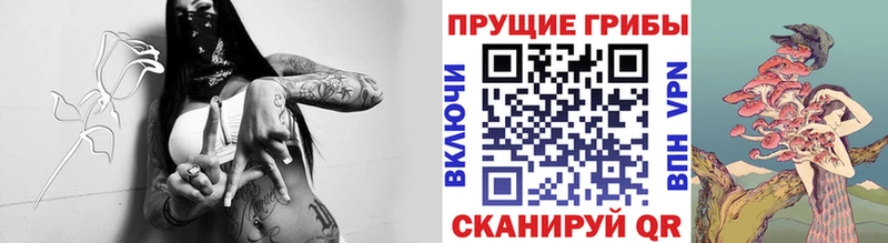 Купить  Елизово  Галлюциногенные грибы Psilocybine cubensis 